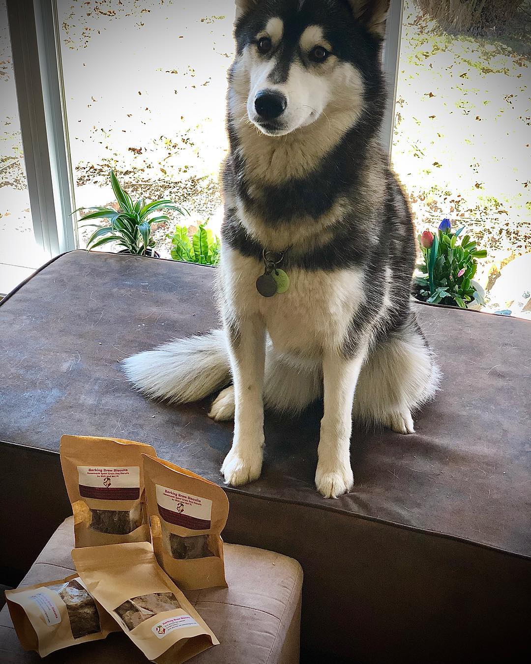 Dog Treats